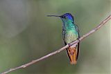 Golden-tailed Sapphire